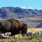 Great Salt Lake and Antelope Island Day Tour - Deep Dive: The Details That Make the Difference