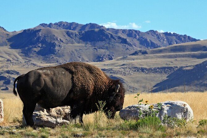 Great Salt Lake and Antelope Island Day Tour - Deep Dive: The Details That Make the Difference