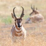 Great Salt Lake Birding and Nature Adventure - The Sum Up