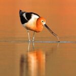 Great Salt Lake Wildlife Experience - Who Will Love This Tour?