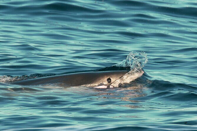 Great White Sharks Topside in Monterey Bay