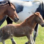 Group Boat Tours of Chincoteague & Assateague - Wild Ponies - A Detailed Look at the Chincoteague & Assateague Boat Tour