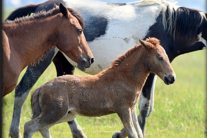Group Boat Tours of Chincoteague & Assateague - Wild Ponies - A Detailed Look at the Chincoteague & Assateague Boat Tour