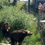 Grouse Hike and Capilano Bridge - FAQ