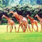 Guangzhou Chimelong Safari Park Private Guided Tour - Pricing, Value, and What You Get