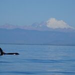 Guaranteed Whale Watching Tour - The Sum Up