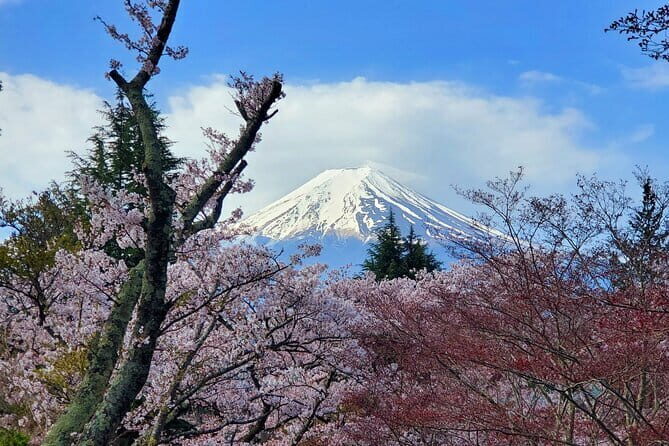 Guided 3 Days Tour Tokyo, Mt. Fuji and Hakone GREEN NUMBER PLATE - Why This Tour Works for Travelers