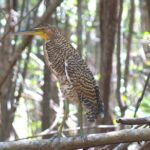 Guided Bird Watching Private Tour in Rio Lagartos from Tulum - Key Points