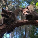 Guided Boat Tour of New Orleans Bayou and Wildlife - What Travelers Say: Authentic Feedback