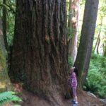 Guided forest hike to Seattle waterfalls incl. Snoqualmie Falls - The Value of This Tour