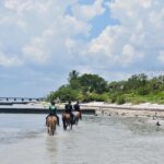Guided Horseback Riding on The Pristine Waters of Miami Florida - Key Points