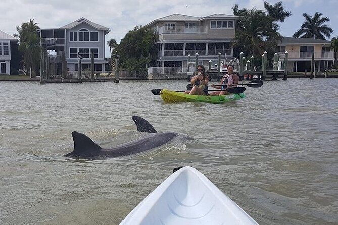 Guided Kayak Dolphin Eco Tour in Pelican Bay - Final Thoughts: Is This Tour Right for You?