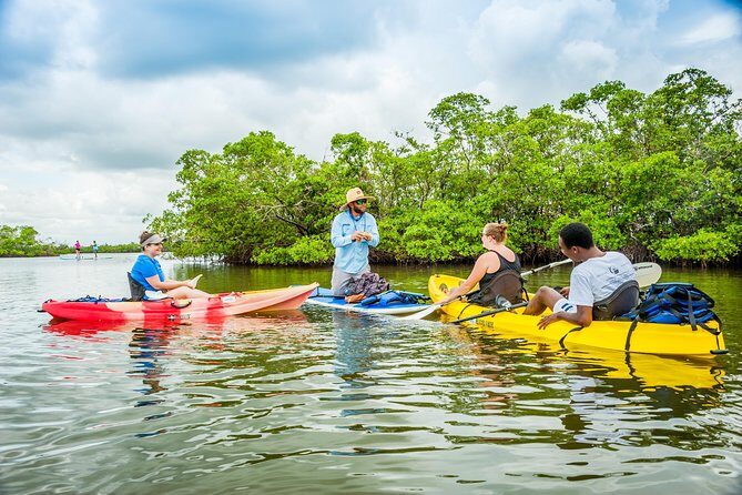 Guided Kayak Mangrove Ecotour in Rookery Bay Reserve, Naples - FAQs