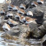 Guided Kayak Tour on Niagara River from the US Side - Practical Details and Considerations