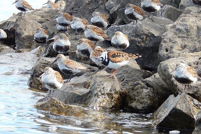 Guided Kayak Tour on Niagara River from the US Side - Practical Details and Considerations