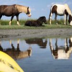 Guided Kayak Tour to see ponies, birds, dolphins and more - An In-Depth Look at the Assateague Kayak Tour