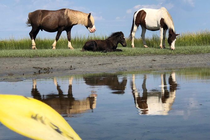 Guided Kayak Tour to see ponies, birds, dolphins and more - An In-Depth Look at the Assateague Kayak Tour