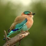 Guided Keoladeo Bird National Park Tour in Bharatpur from Jaipur - Authentic Experiences and Genuine Value