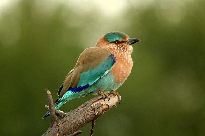 Guided Keoladeo Bird National Park Tour in Bharatpur from Jaipur - Authentic Experiences and Genuine Value