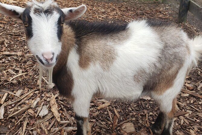 Guided Lilymoore Alpaca Farm Tour - A Detailed Look at the Lilymoore Alpaca Farm Tour