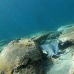 Guided Reef Snorkeling Tour in Pompano Beach - Practical Tips for Your Snorkeling Adventure