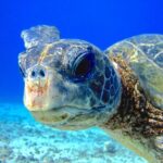 Guided Scuba Dive in Lahaina: Certified - Why This Tour Offers Great Value