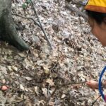 Guided Shared Group Forest Bathing Session in Serene Woodland Park - The Sum Up: Who Should Consider This Experience?