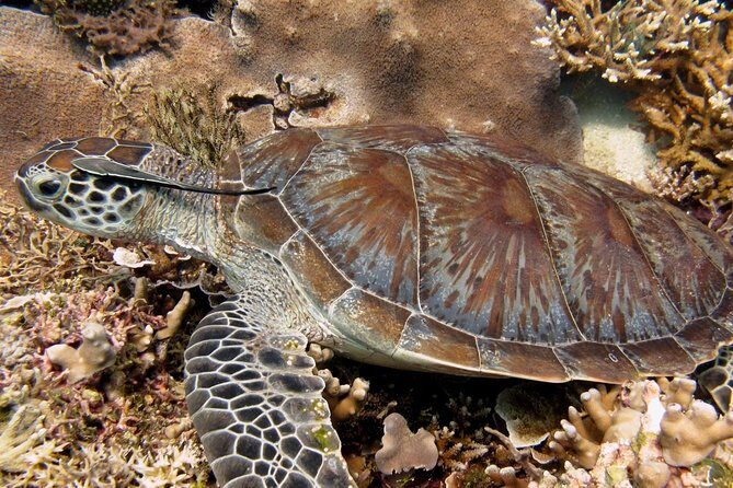 Guided Snorkeling Day Trip, Kota Kinabalu, Sabah, Malaysia - Who Should Consider This Tour?