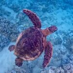 Guided Snorkeling for Beginners with Flotation Wetsuit - A Deeper Look at the Snorkeling Experience in Maui