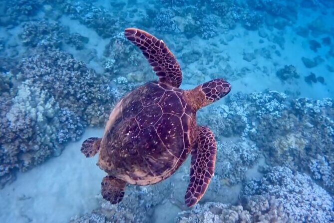 Guided Snorkeling for Beginners with Flotation Wetsuit - A Deeper Look at the Snorkeling Experience in Maui
