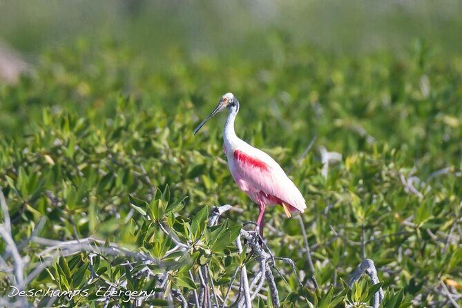 Guided Tour in Sian Ka'an Flora and Fauna Reserve - The Sum Up: Who Should Consider This Tour?