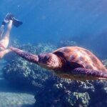 Guided Turtle Town Snorkeling Tour with Underwater Photos - The Sum Up