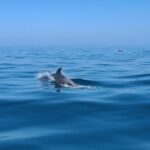 Guided Two hours Jetski Coastal Tour - What the Tour Covers and Its Highlights