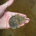 Guided Wildlife Eco Kayak Tour in New Smyrna Beach - Who Would Love This Tour?