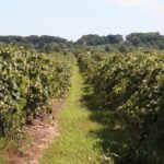 Guided Wine Tour through the Niagara Wine Trail - Final Thoughts