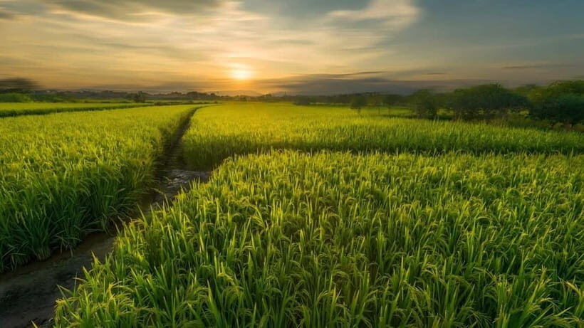 Guilin: Huixian Wetland Boat Ride & Glass Fields Tour - Who should consider this tour?