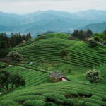 Guilin to Sanjiang: Dong Village, Local Lunch & Tea Mountain - What’s Included & What to Keep in Mind