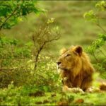 Gujarat: Gir National Park Guided Jeep Safari - The Sum Up