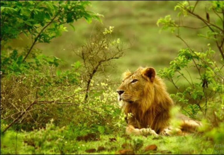 Gujarat: Gir National Park Guided Jeep Safari - The Sum Up