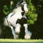 Gypsy Gold Horse Farm Tour - FAQs