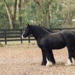 Gypsy Gold Horse Farm Walking Tour - Practical Tips for Visiting