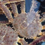 Hakodate:Private Full Day Guided Tour in Hakodate - Final Thoughts