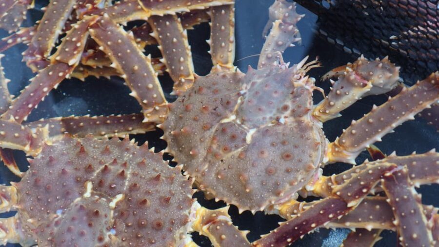 Hakodate:Private Full Day Guided Tour in Hakodate - Final Thoughts