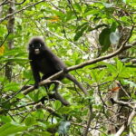 Half-day 4 Hours Kilim Mangrove Kayaking (Without hotel pickups) - Who Is This Tour Best For?