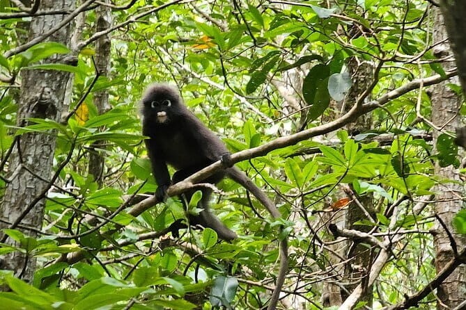 Half-day 4 Hours Kilim Mangrove Kayaking (Without hotel pickups) - Who Is This Tour Best For?