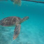 Half Day Akumal Beach Swim and Snorkel with Turtles Experience - Exploring Akumal: What to Expect from the Tour