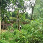 Half Day Amazing Chengdu Panda Base Trip - Who Is This Tour Perfect For?