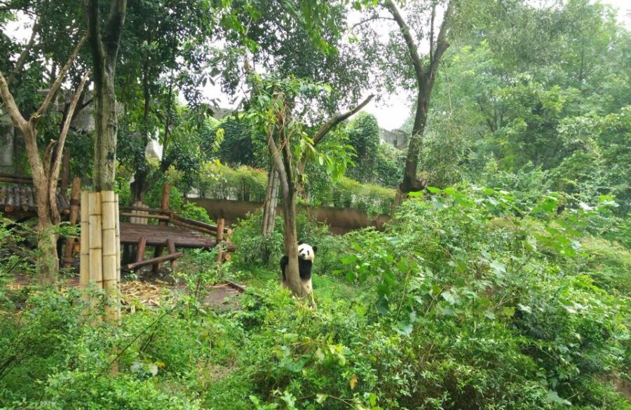 Half Day Amazing Chengdu Panda Base Trip - Who Is This Tour Perfect For?