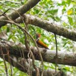 Half Day Canoe Boat Trip At Takuapa Little Amazon - Final Thoughts: Is This Tour Worth It?