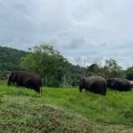 Half-Day Elephant Experience at Rantong - Final Thoughts: Worth Your Time and Money